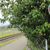 1107G 128 Bodensee Radweg